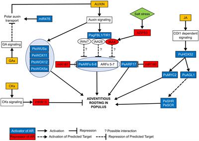 Adventitious Rooting in Populus Species: Update and Perspectives